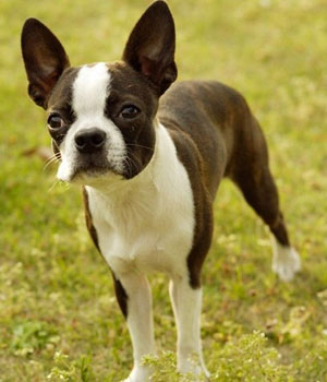 Boston Terrier Information, Bilder, Preis