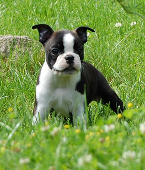 Boston Terrier Information, Bilder, Preis