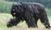 Bouvier des Flanders Information, Bilder, Preis