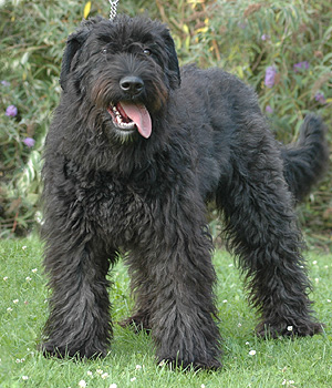 Bouvier des Flanders Information, Bilder, Preis