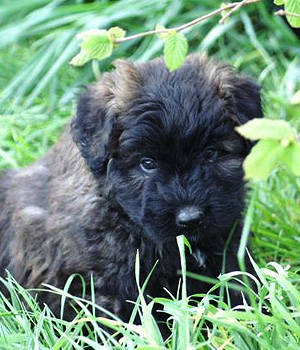 Bouvier des Flanders Information, Bilder, Preis