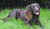 Boykin Spaniel Information, Bilder, Preis