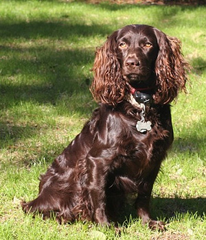 Boykin Spaniel Information, Bilder, Preis