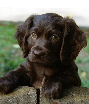 Boykin Spaniel Information, Bilder, Preis