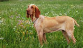 Bracco Italiano Information, Bilder, Preis