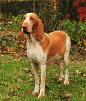 Bracco Italiano Information, Bilder, Preis