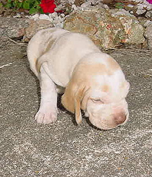 Bracco Italiano Information, Bilder, Preis