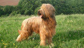 Briard Information, Bilder, Preis