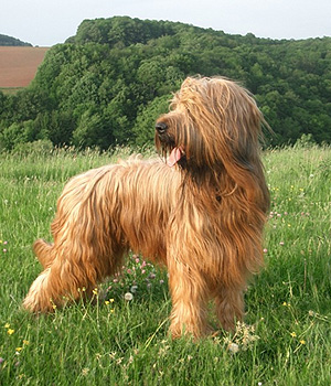 Briard Information, Bilder, Preis