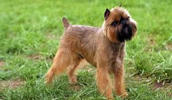 Brussels Griffon Information, Bilder, Preis