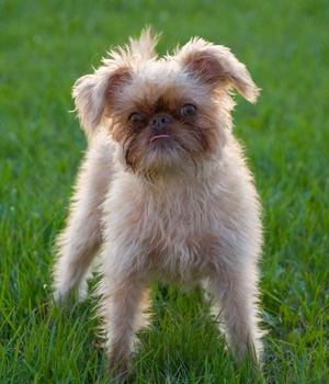 Brussels Griffon Information, Bilder, Preis