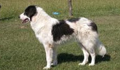 Bukovina Sheepdog Information, Bilder, Preis