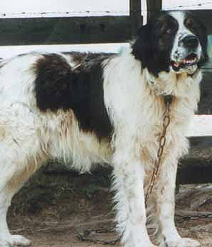 Bukovina Sheepdog Information, Bilder, Preis