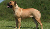 Bullmastiff Information, Bilder, Preis