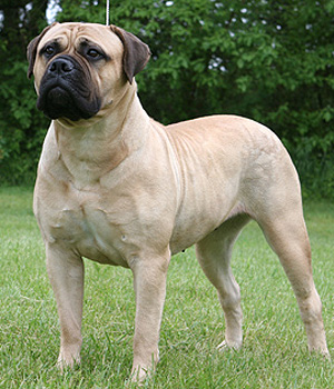 Bullmastiff Information, Bilder, Preis