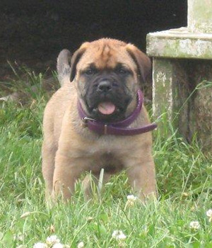 Bullmastiff Information, Bilder, Preis