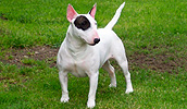 Bullterrier Information, Bilder, Preis