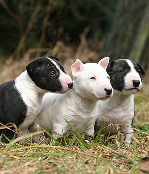 Bullterrier Information, Bilder, Preis