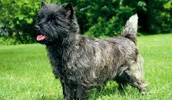 Cairn Terrier Information, Bilder, Preis