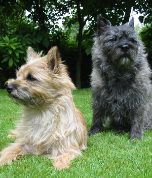 Cairn Terrier Information, Bilder, Preis