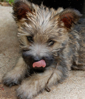 Cairn Terrier Information, Bilder, Preis