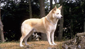 Canaan Dog Information, Bilder, Preis