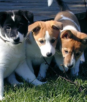 Canaan Dog Information, Bilder, Preis