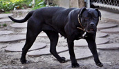 Cane Corso Information, Bilder, Preis