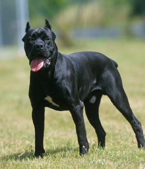 Cane Corso Information, Bilder, Preis