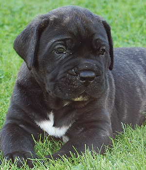 Cane Corso Information, Bilder, Preis