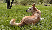 Carolina Dog Information, Bilder, Preis