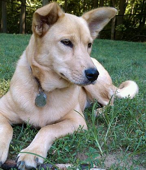 Carolina Dog Information, Bilder, Preis