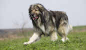 Carpathian Sheepdog Information, Bilder, Preis