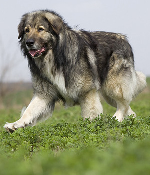 Carpathian Sheepdog Information, Bilder, Preis