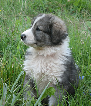 Carpathian Sheepdog Information, Bilder, Preis