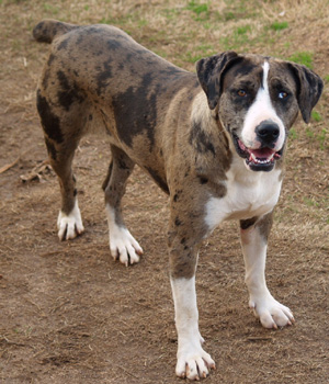 Catahoula Bulldog Information, Bilder, Preis