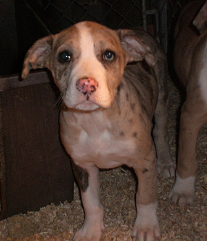 Catahoula Bulldog Information, Bilder, Preis