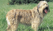 Catalan Sheepdog Information, Bilder, Preis