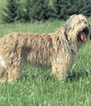 Catalan Sheepdog Information, Bilder, Preis