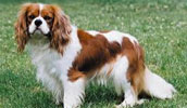 Cavalier King Charles Spaniel Information, Bilder, Preis