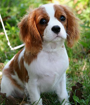 Cavalier King Charles Spaniel Information, Bilder, Preis