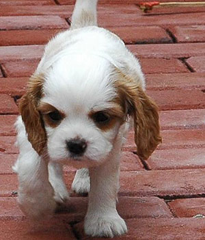 Cavalier King Charles Spaniel Information, Bilder, Preis