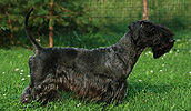 Cesky Terrier Information, Bilder, Preis