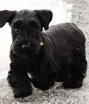 Cesky Terrier Information, Bilder, Preis