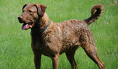 Chesapeake Bay Retriever Information, Bilder, Preis