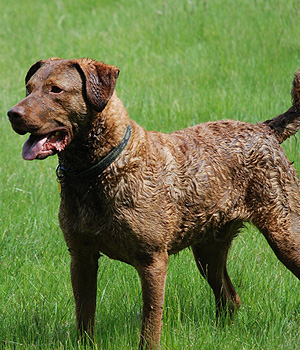 Chesapeake Bay Retriever Information, Bilder, Preis