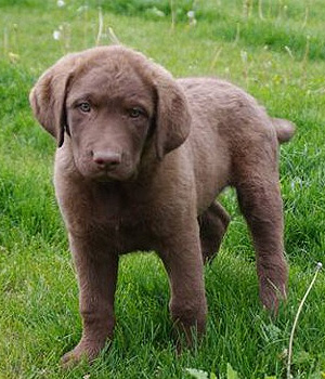 Chesapeake Bay Retriever Information, Bilder, Preis