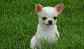 Chihuahua Information, Bilder, Preis
