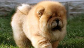 Chow Chow Information, Bilder, Preis