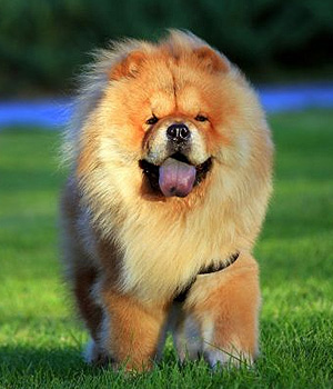 Chow Chow Information, Bilder, Preis